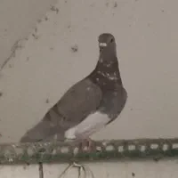 کفتر،پرنده،پرنده