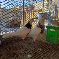 کفتر طوقی|پرنده|بافق, |دیوار