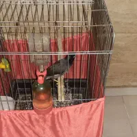 یک عدد مرغ مینا ۸ماهه باقفس|پرنده|کرج, مهرویلا جنوبی|دیوار