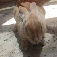 خرگوش
