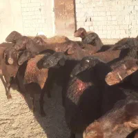 فروش گوسفند|حیوانات مزرعه|شاهین دژ, |دیوار