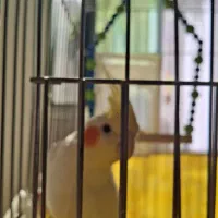 عروس هلندی