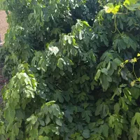خانه-ویلایی