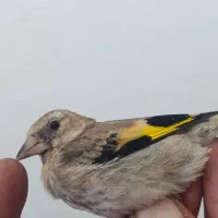 پرنده|پرنده|الیگودرز, |دیوار