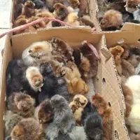 جوجه عربی
