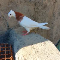 فروش  طوقی شازده|پرنده|مرودشت, شهرک بسیجیان|دیوار