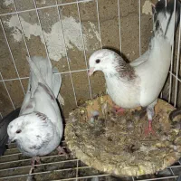 فروش کفتر کاشانی|پرنده|مسجد سلیمان, |دیوار