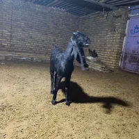 بزغاله گلابی