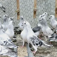 ۳۵ سبز کرمانی کاکلی