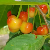 نهال درخت ۳ ساله گلدانی آماده کاشت|خدمات باغبانی و درختکاری|اصفهان, شهرک کاوه|دیوار