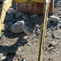 بیل تراکتور|قطعات یدکی و لوازم جانبی|قیدار, |دیوار