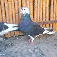 ماده افشان رنگی|پرنده|بندر ترکمن, |دیوار