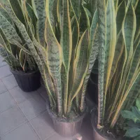 گل های اپارتمانی