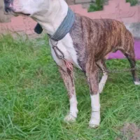 دوگو آرژانتینو