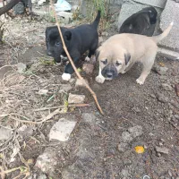 واگذاری توله محلی