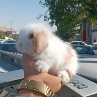 خرگوش لوپ ترکیش (زرقان)|موش و خرگوش|شیراز, کاراندیش|دیوار