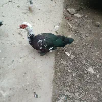 اردک اسراییلی|حیوانات مزرعه|ضیابر, |دیوار