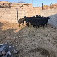 قرقزل درجه یک