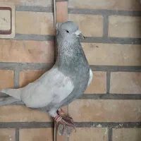 کبوتر. نروماده سینه الماسی سینه سبز   کبوتر پلاکی