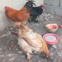 مرغ و خروس برهما طلایی اصل
