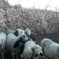 میش ورندیل داشت|حیوانات مزرعه|چاروسا, |دیوار