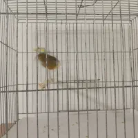 قناری سوخته آماده