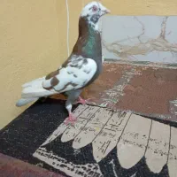 کبوتر هوای دونه ۲۰۰