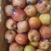 سیب مشکین شهر