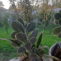 گل در خانه