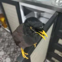 مرغ مینا کشیده