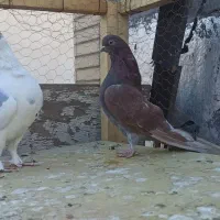 نقش و پرشی|پرنده|سمنان, |دیوار