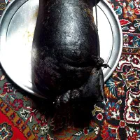 هیزه گوسفندی