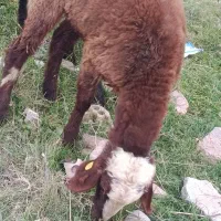 گوسفند نسل دوقلو زا