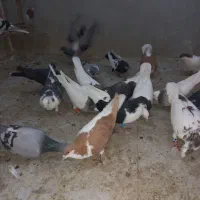 کروتر|پرنده|الوند, |دیوار