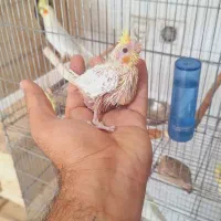 عروس هلندی سرلاکی|پرنده|مرودشت, ژیان|دیوار