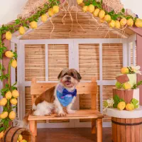 سگ نژاد شیتزو