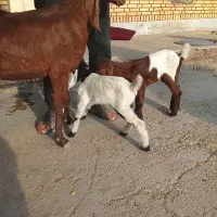 بز دقلوزا با دوبیگ نر ماده