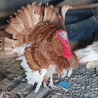 بوقلمون برنز  و بوربون (نر و ماده)  وماده کرچ|حیوانات مزرعه|تربت‌حیدریه, بهزیستی|دیوار