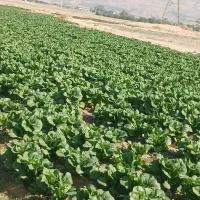 کاهو|اجارهٔ دفتر صنعتی، کشاورزی، تجاری|کازرون, |دیوار