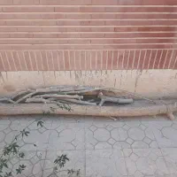 تنه درخت توت