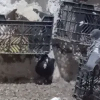 کفتر نروماده