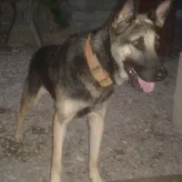 معاوضه و فروش ژرمن کار ماده فوری