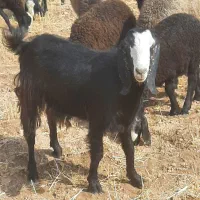 بز شیرکم(اخته شده )