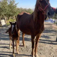 فروش اسب|اسب و تجهیزات اسبسواری|دماوند, دماوند|دیوار