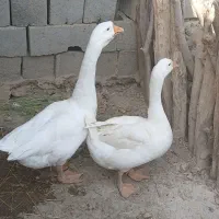 قوغاز خالماگوری مفت|حیوانات مزرعه|زابل, |دیوار