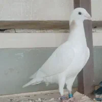 پلاکی سفیدوچاپی طوقی وسرخ