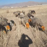 میش داشتی|حیوانات مزرعه|اندیمشک, |دیوار