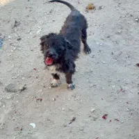 سگ پیکینیز پاکوتاه