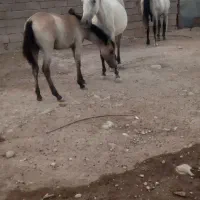 مادیون باکوره یک نریون|اسب و تجهیزات اسب‌سواری|اندیمشک, |دیوار