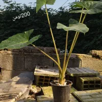 گل فروشی|گل و گیاه طبیعی|لاهیجان, آهندان|دیوار